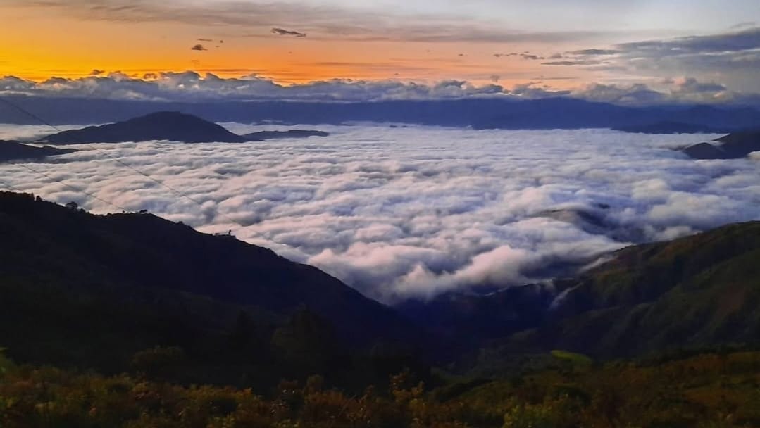 How Altitude Shapes Coffee Flavor: A Guide to High-Grown Excellence
