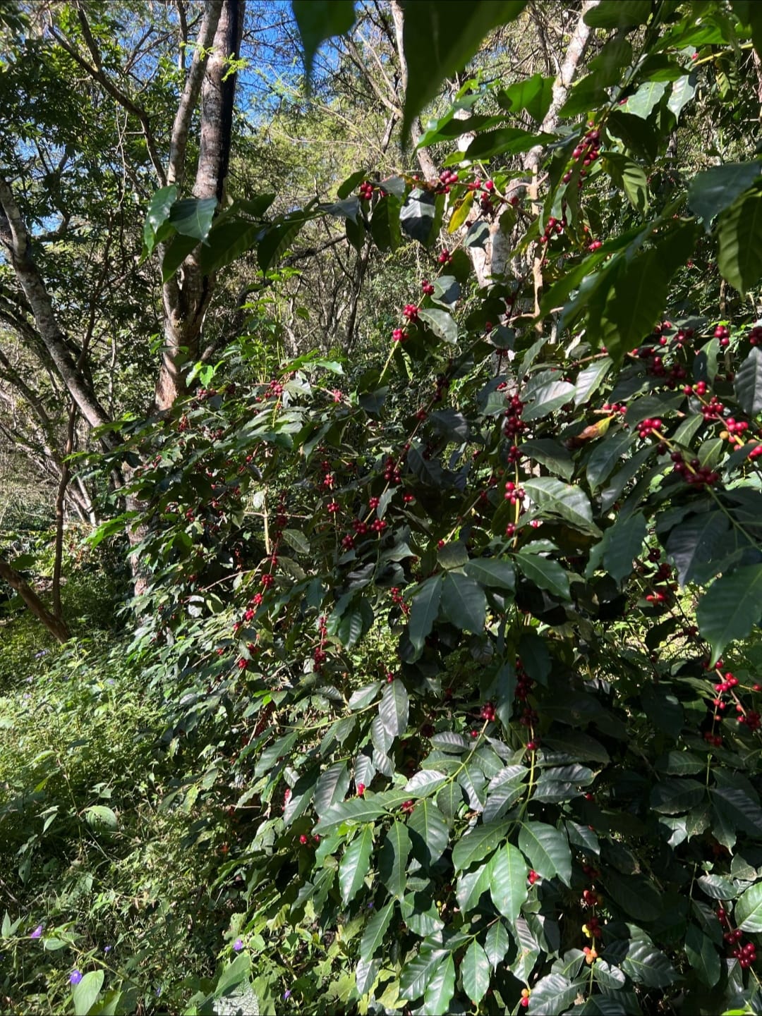 Lotes de café seleccionados que componen el blend Bosque Seco