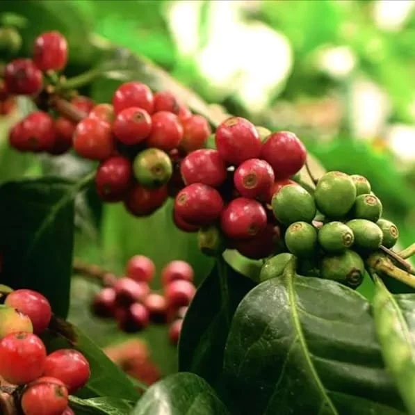 Café Catucaí: El Híbrido Resiliente Detrás de un Campeonato Mundial