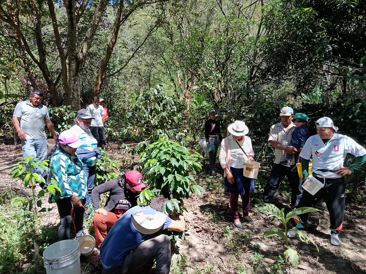 HLF agronomist training smallholder coffee farmers