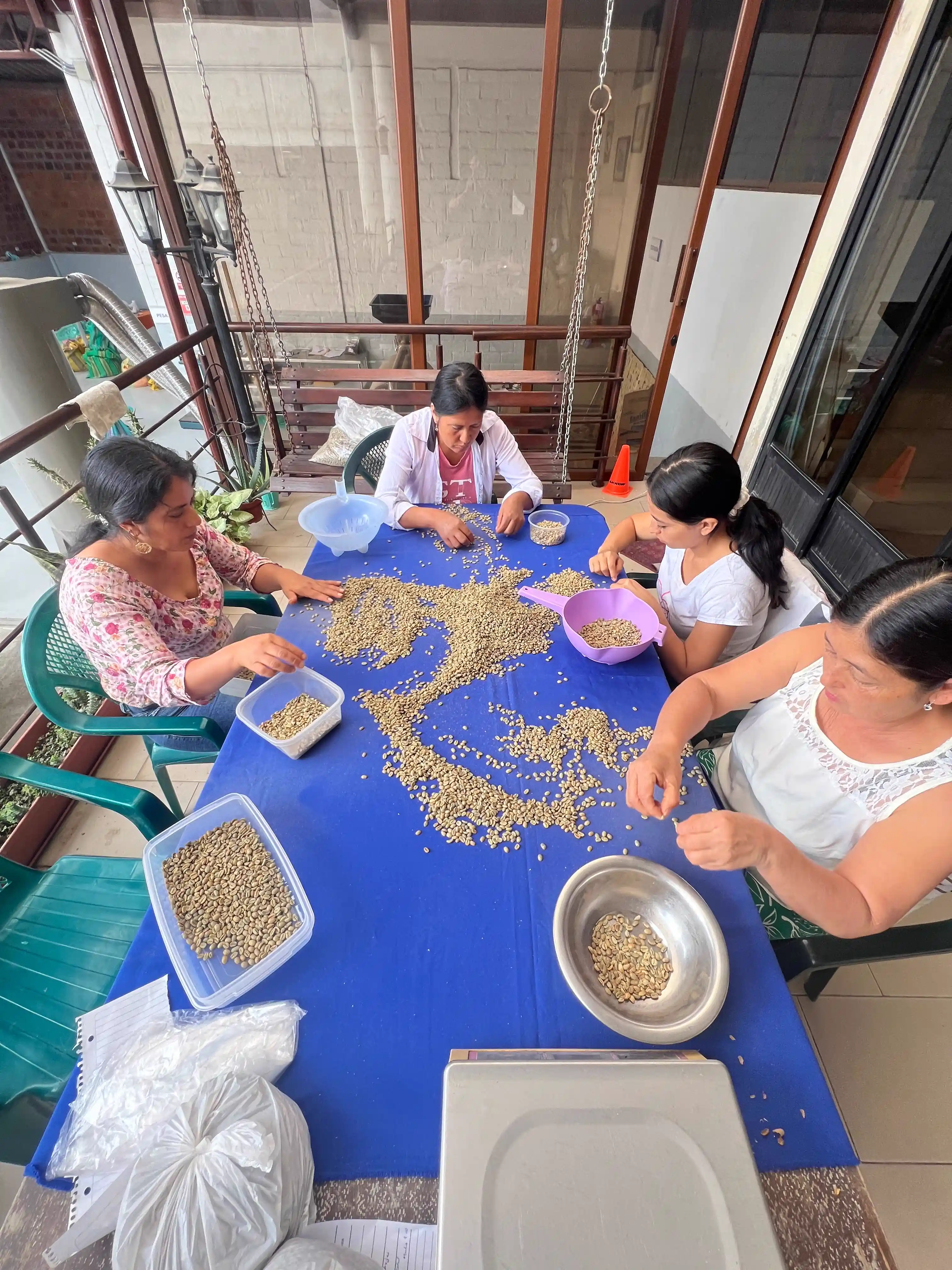 Skilled women manually selecting zero-defect specialty coffee beans