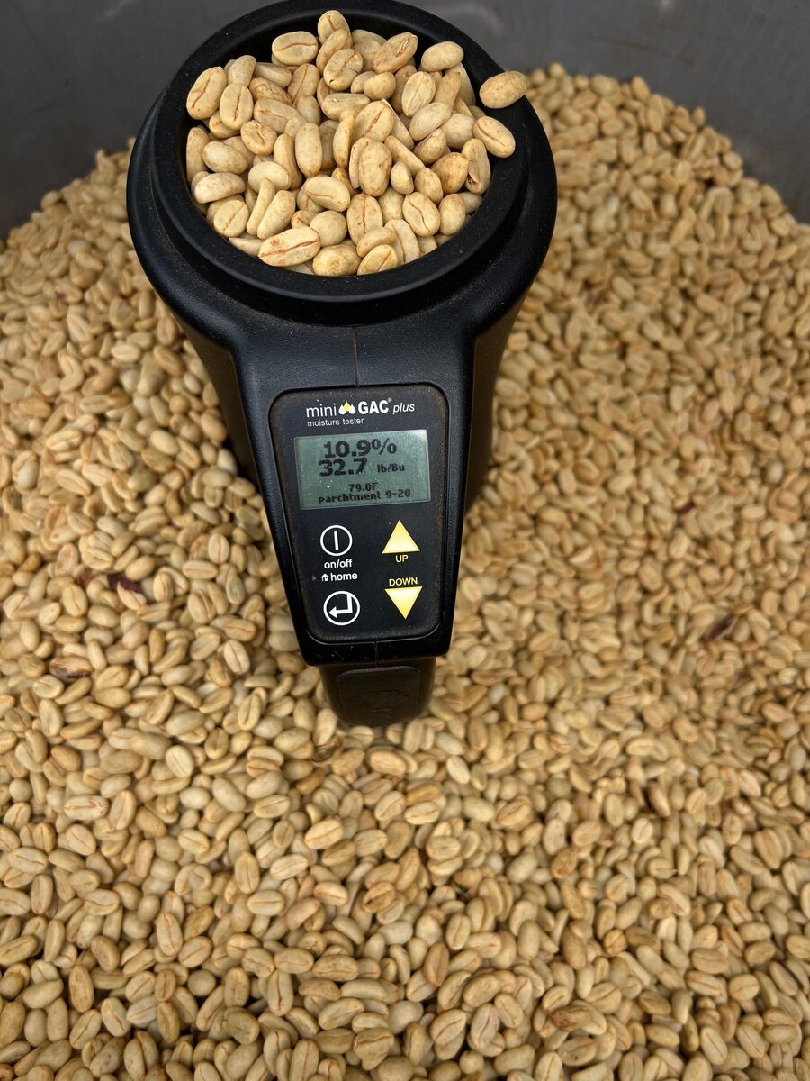 Washed Processing: The Pursuit of Coffee Clarity