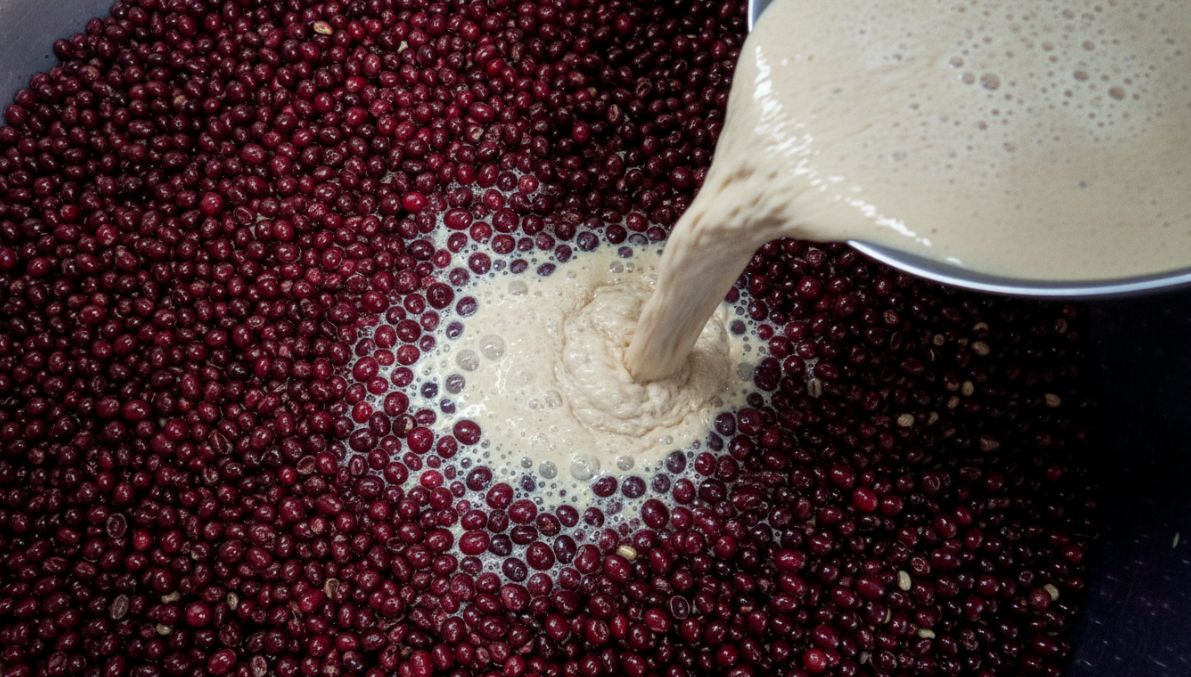 Pushing Limits: Yeast Inoculation & Isobaric Fermentation