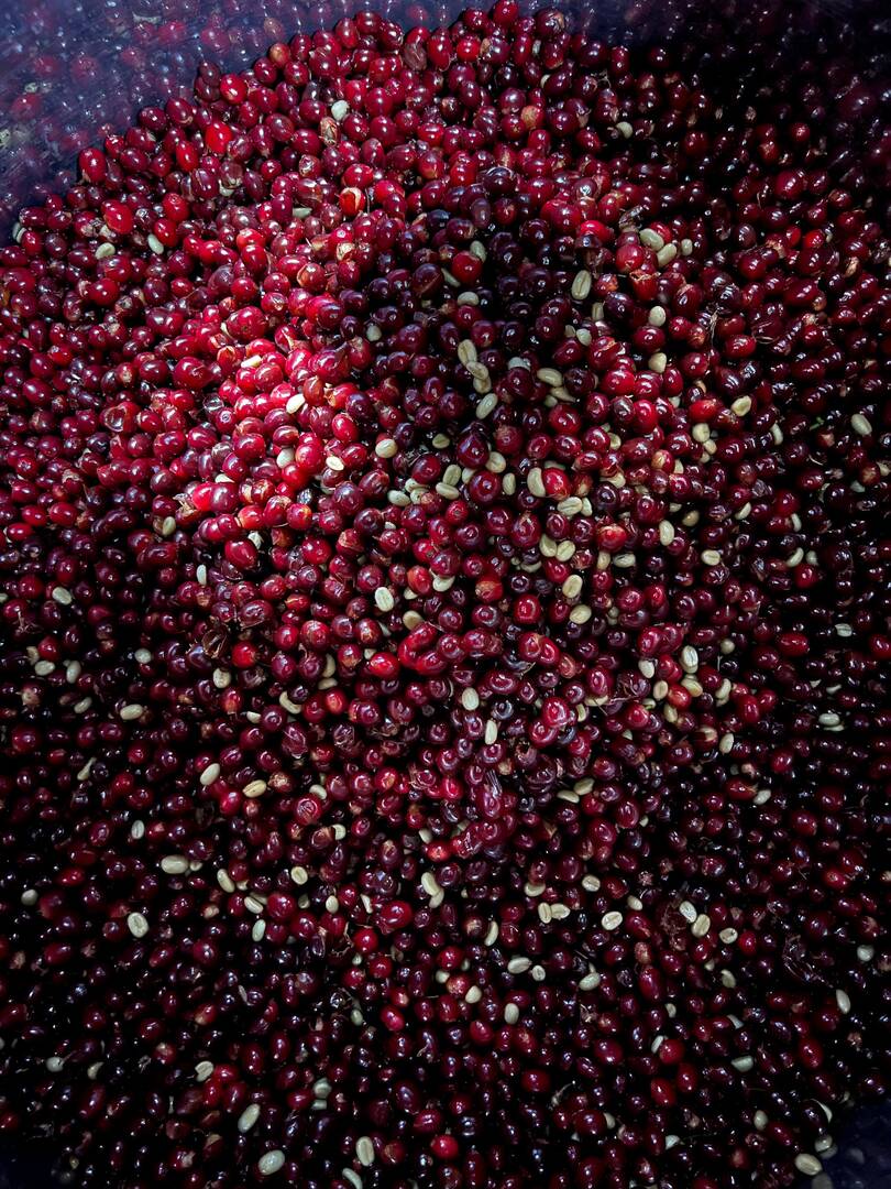 Carbonic Maceration: The Science Behind Our Award-Winning Process