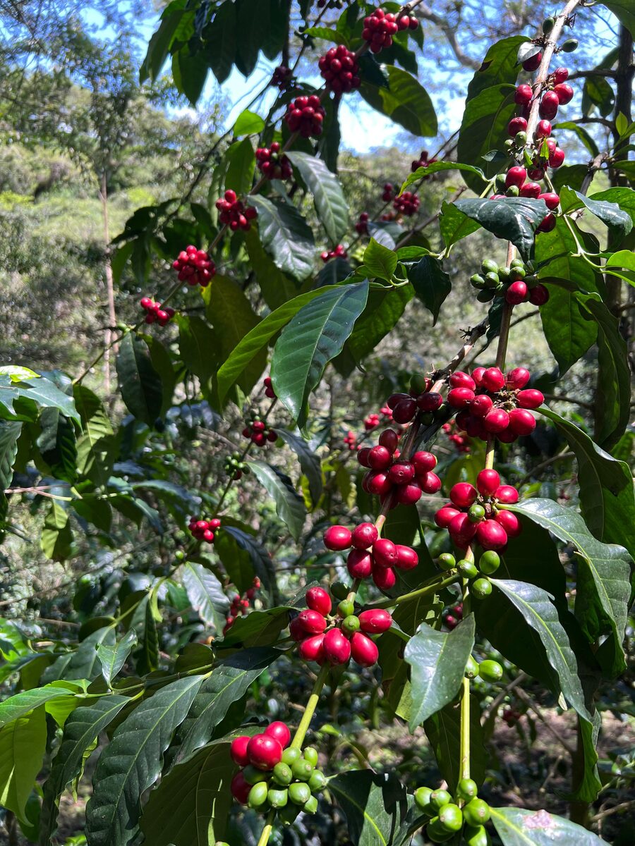 Sidra Coffee: The Floral Jewel of Ecuador's Specialty Coffee Revolution