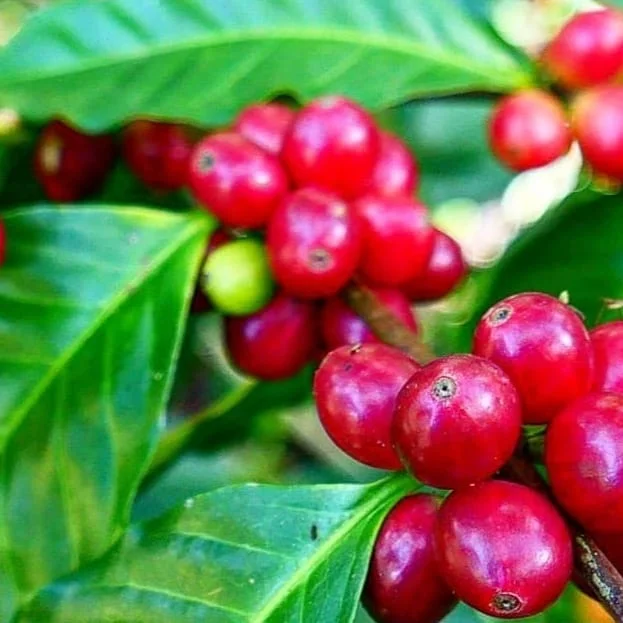 Typica Mejorado: Ecuador's Signature Coffee Variety